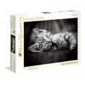 Puzzle d'animaux de compagnie